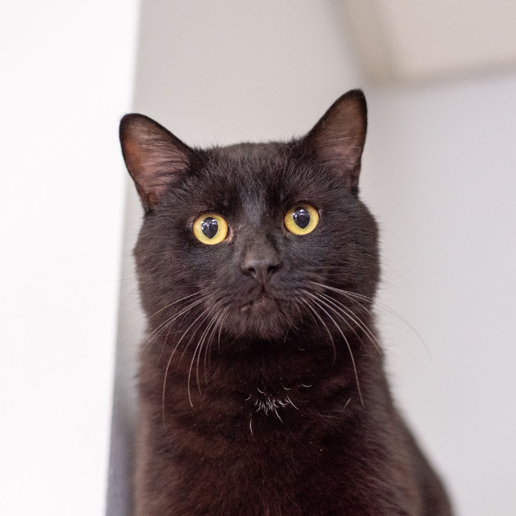 Gelato, an adoptable American Shorthair in Idaho Falls, ID, 83402 | Photo Image 2