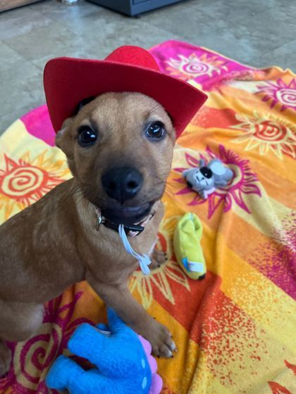 Spaghetti Western