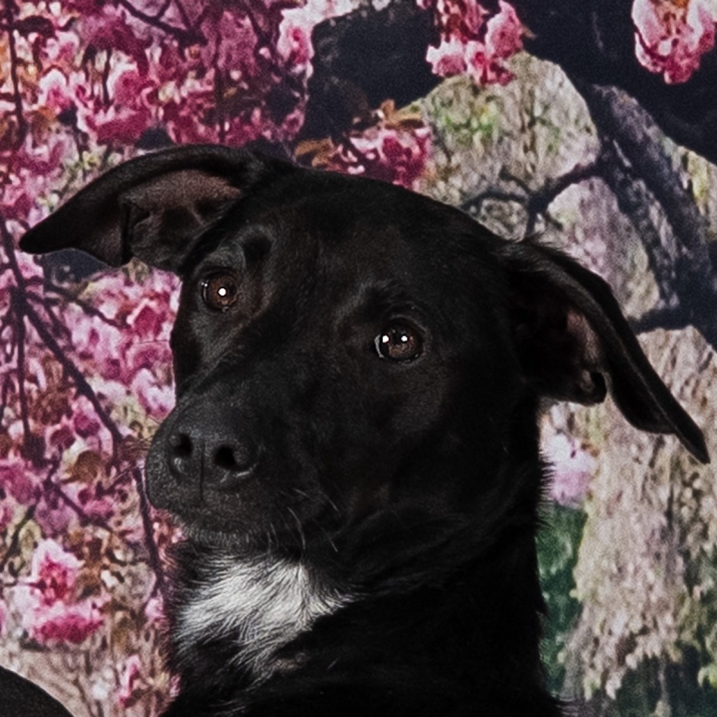 Ella