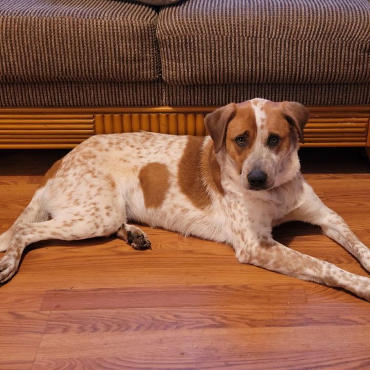 Dixie 1