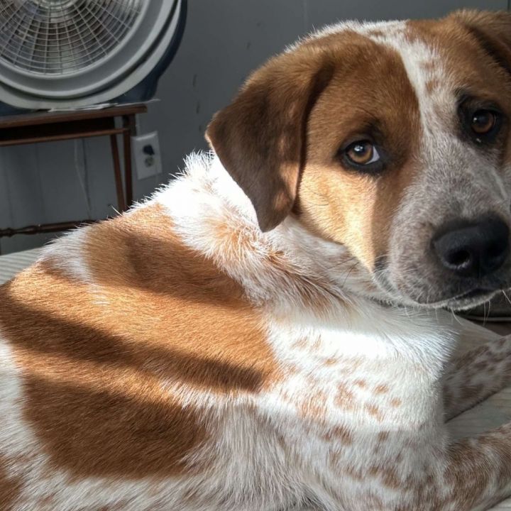 Dixie 2