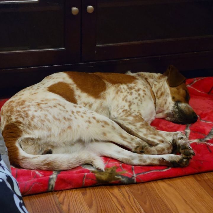 Dixie 3