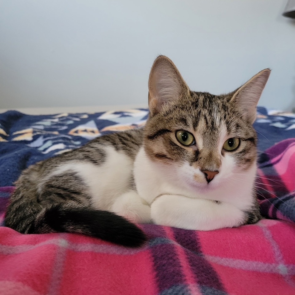 Gracie