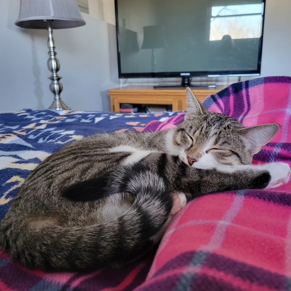 Gracie