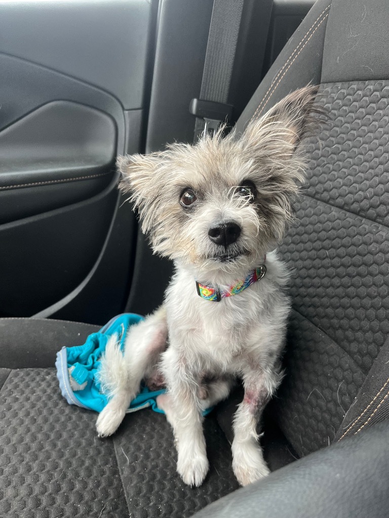 Oscar