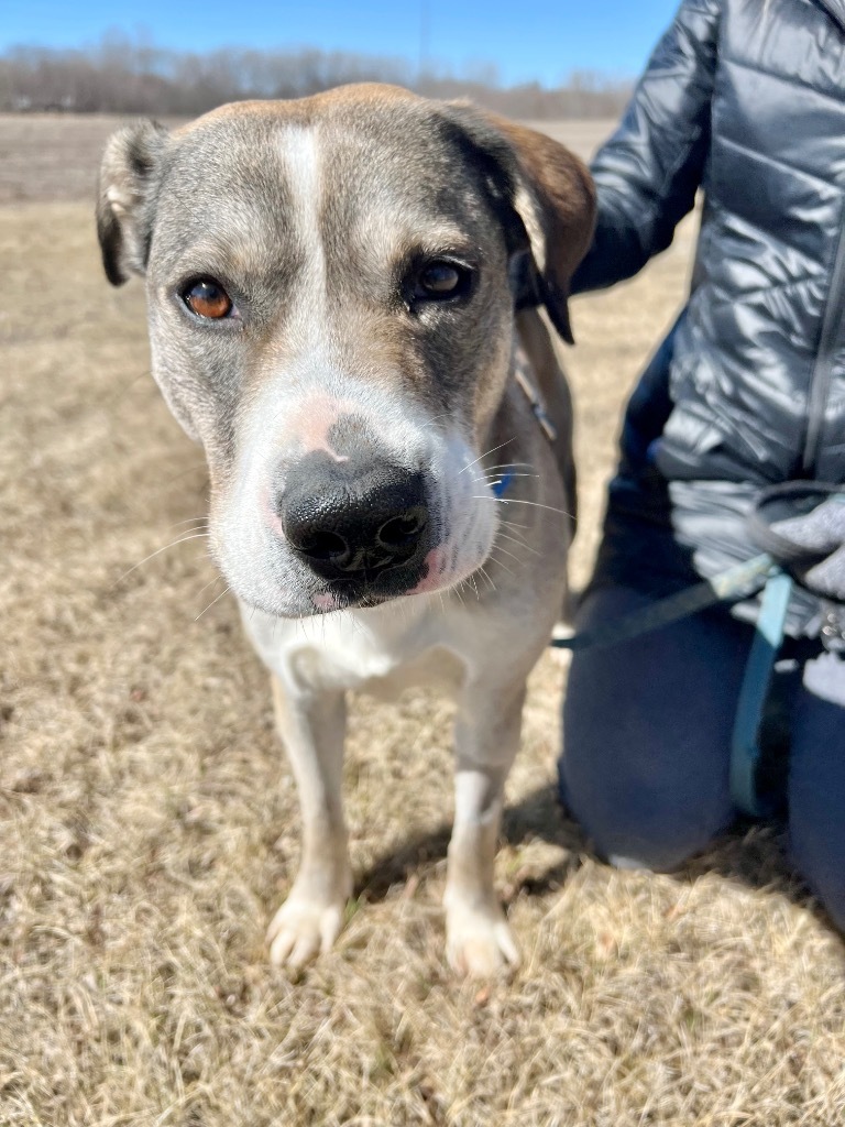 Hazel, an adoptable Mixed Breed in Saint James, MN, 56081 | Photo Image 1