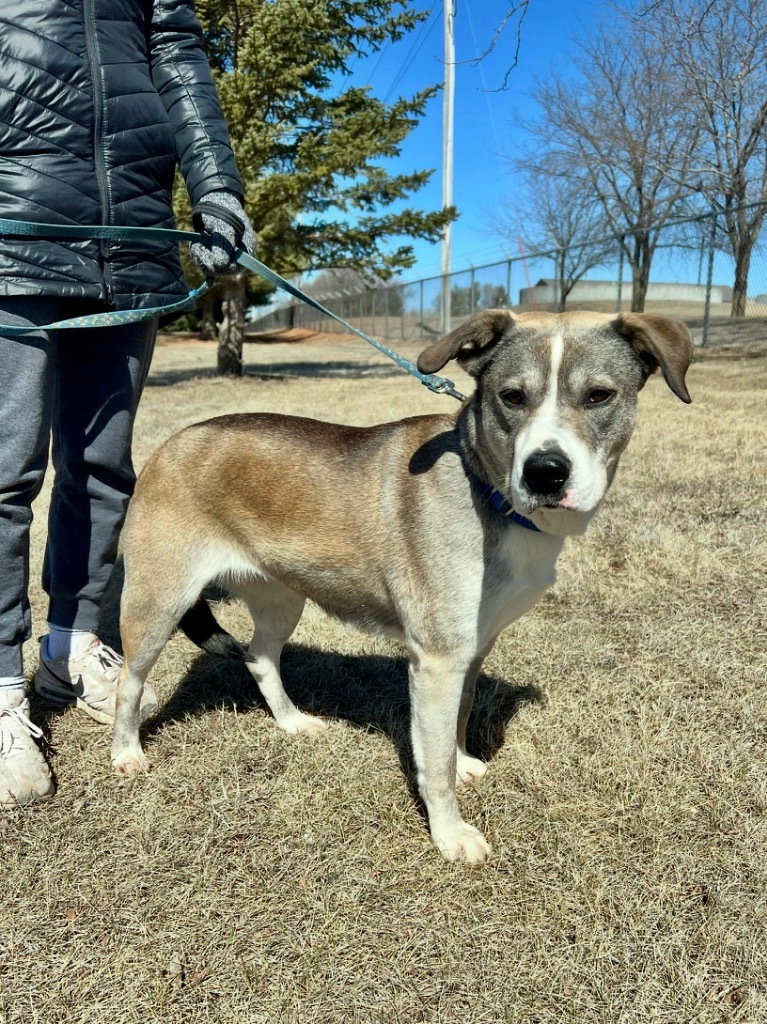 Hazel, an adoptable Mixed Breed in Saint James, MN, 56081 | Photo Image 1