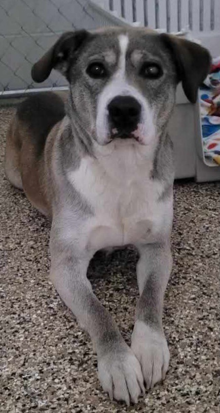 Hazel, an adoptable Mixed Breed in Saint James, MN, 56081 | Photo Image 2