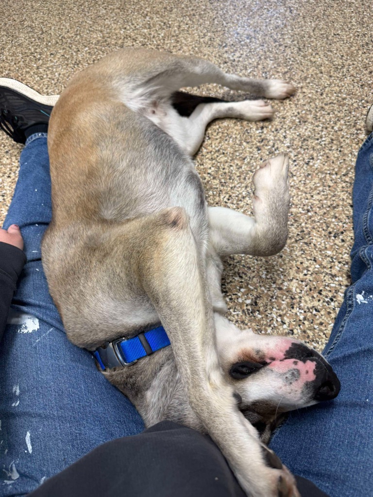 Hazel, an adoptable Mixed Breed in Saint James, MN, 56081 | Photo Image 3