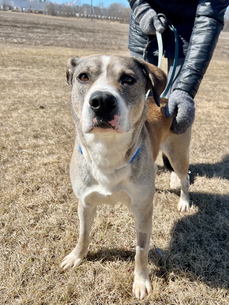 Hazel, an adoptable Mixed Breed in Saint James, MN, 56081 | Photo Image 4