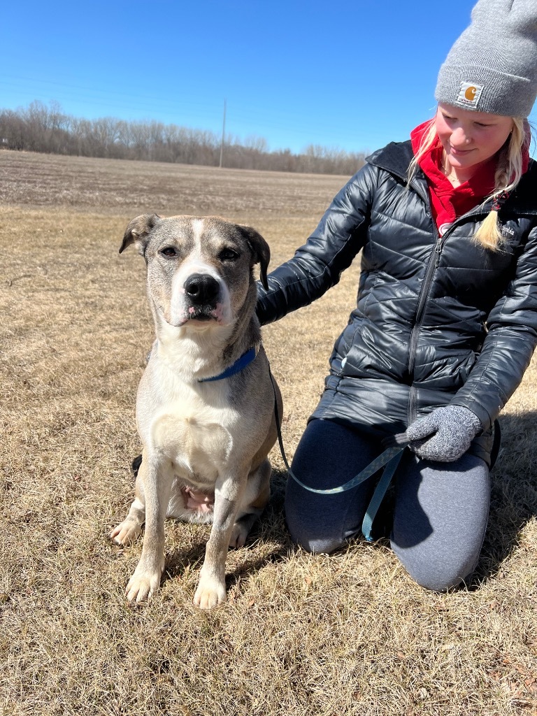 Hazel, an adoptable Mixed Breed in Saint James, MN, 56081 | Photo Image 5