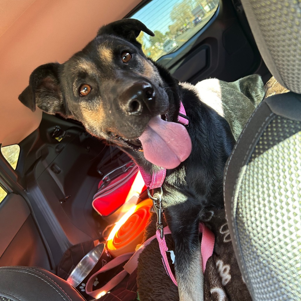 SweetPea - Needs home w/ another dog! Adopt $0