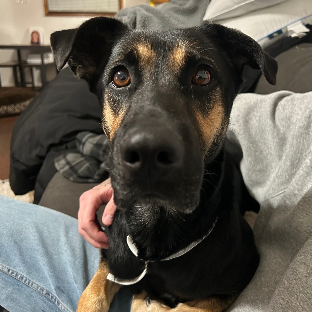 SweetPea - Good with dogs & kids! Potty trained! Adopt $0, an adoptable Shepherd in Flagstaff, AZ, 86004 | Photo Image 1