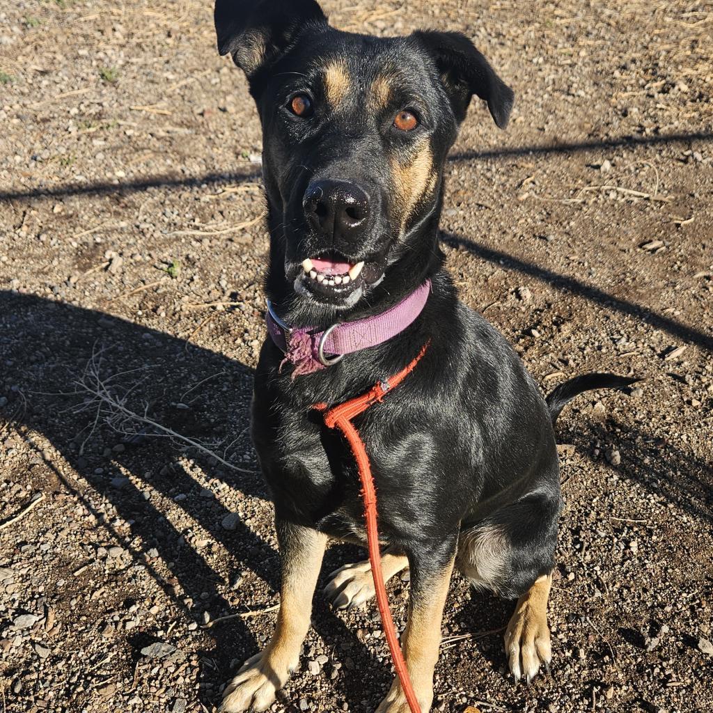 SweetPea - Needs home w/ another dog! Adopt $0