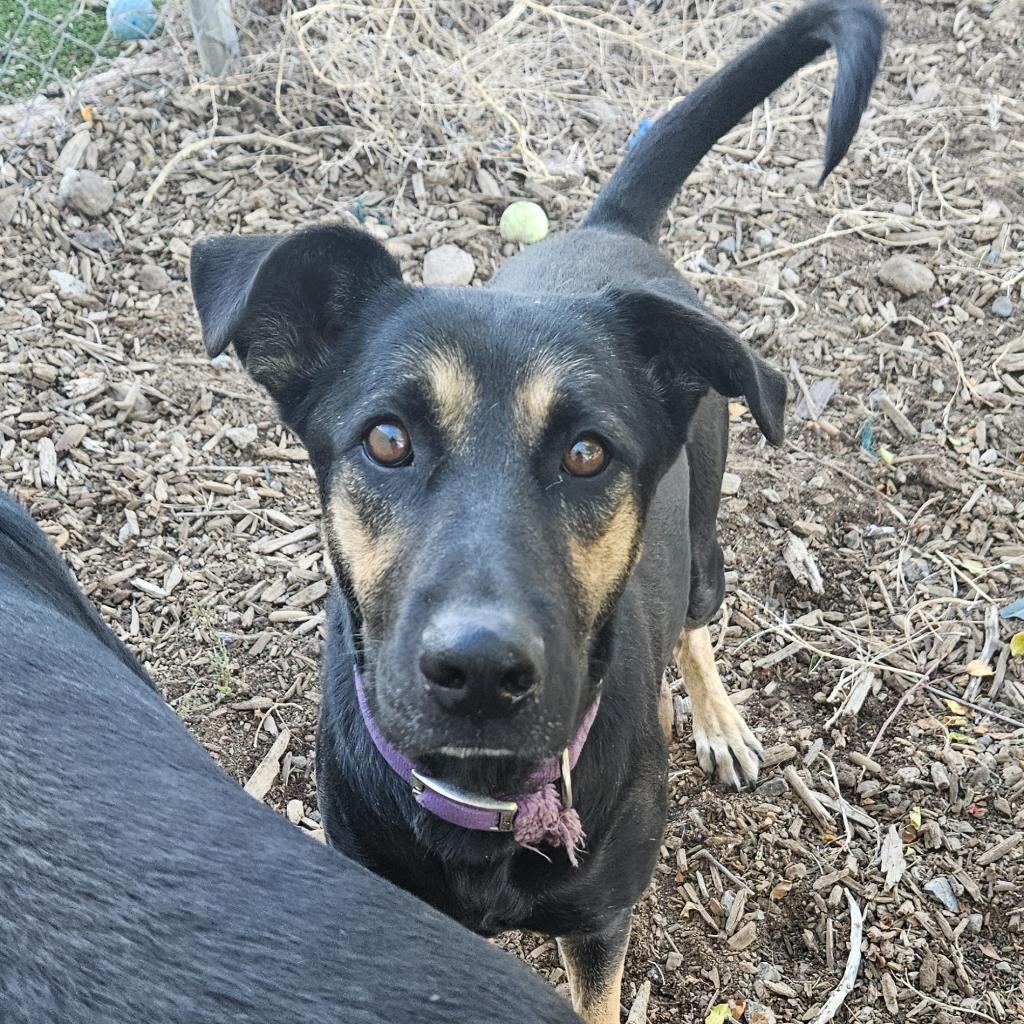 SweetPea - Good with dogs & kids! Potty trained! Adopt $0, an adoptable Shepherd in Flagstaff, AZ, 86004 | Photo Image 3