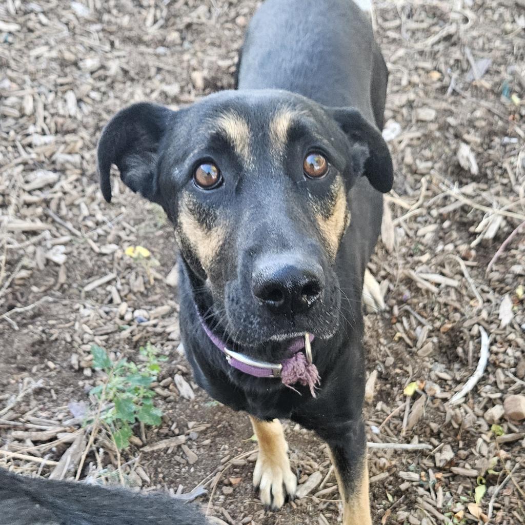 SweetPea - Needs home w/ another dog! Adopt $0