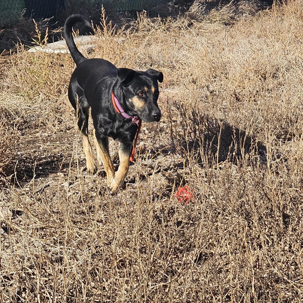 SweetPea - Needs home w/ another dog! Adopt $0