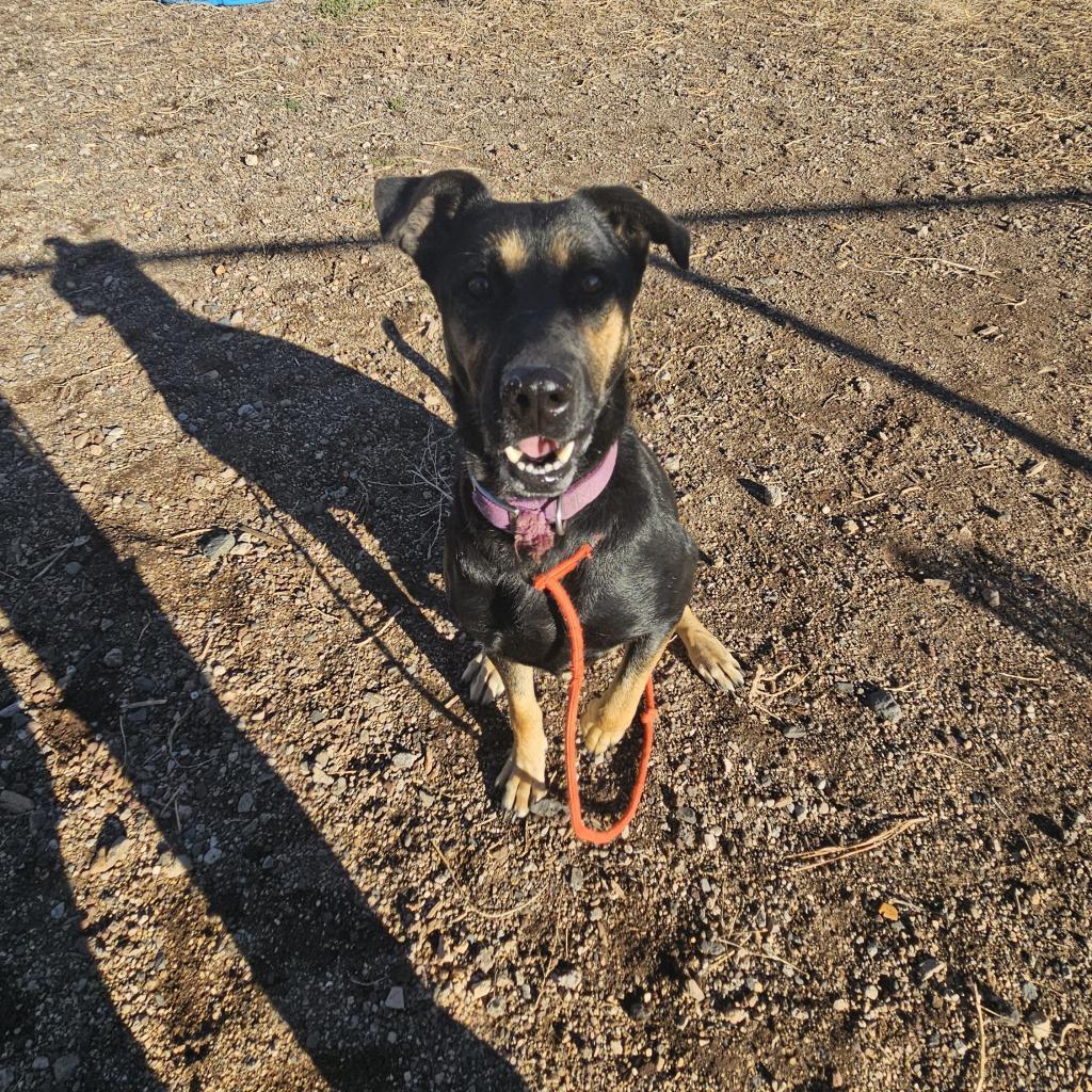 SweetPea - Needs home w/ another dog! Adopt $0