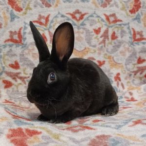 Scooter, Young Male American