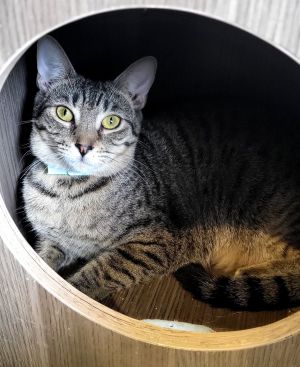 Peter, Adult Male Domestic Short Hair
