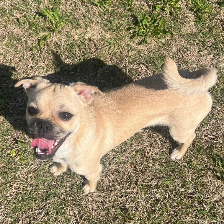 Comet (Dallas)