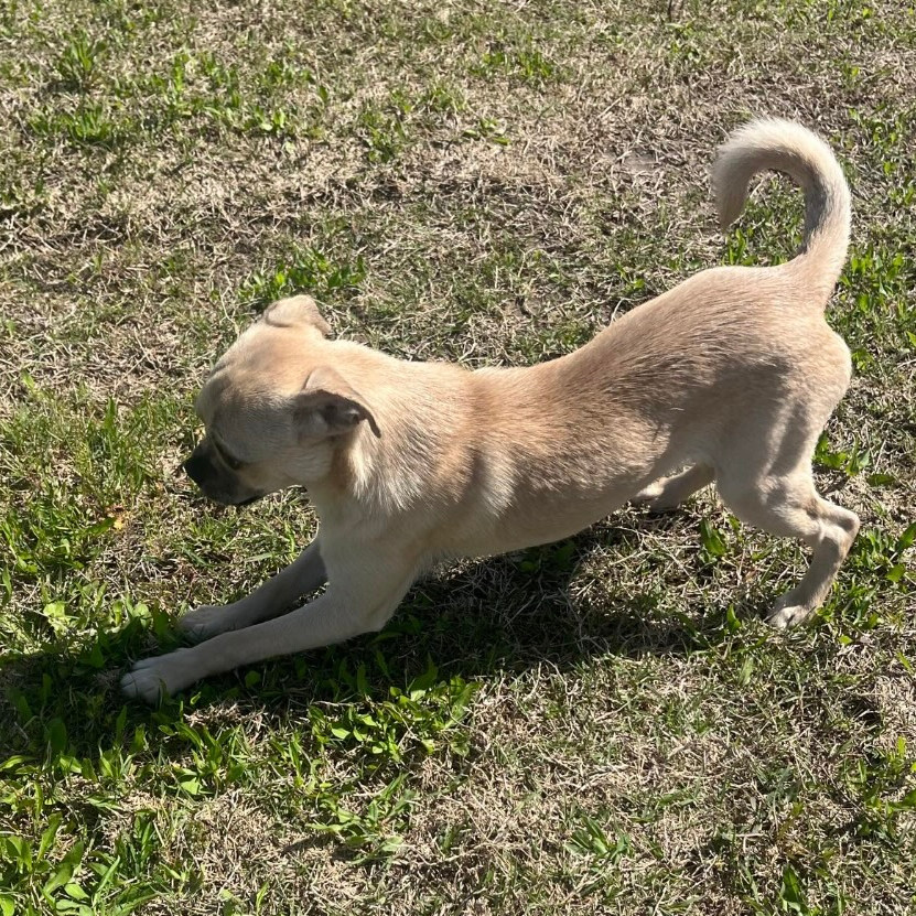Comet (Dallas)