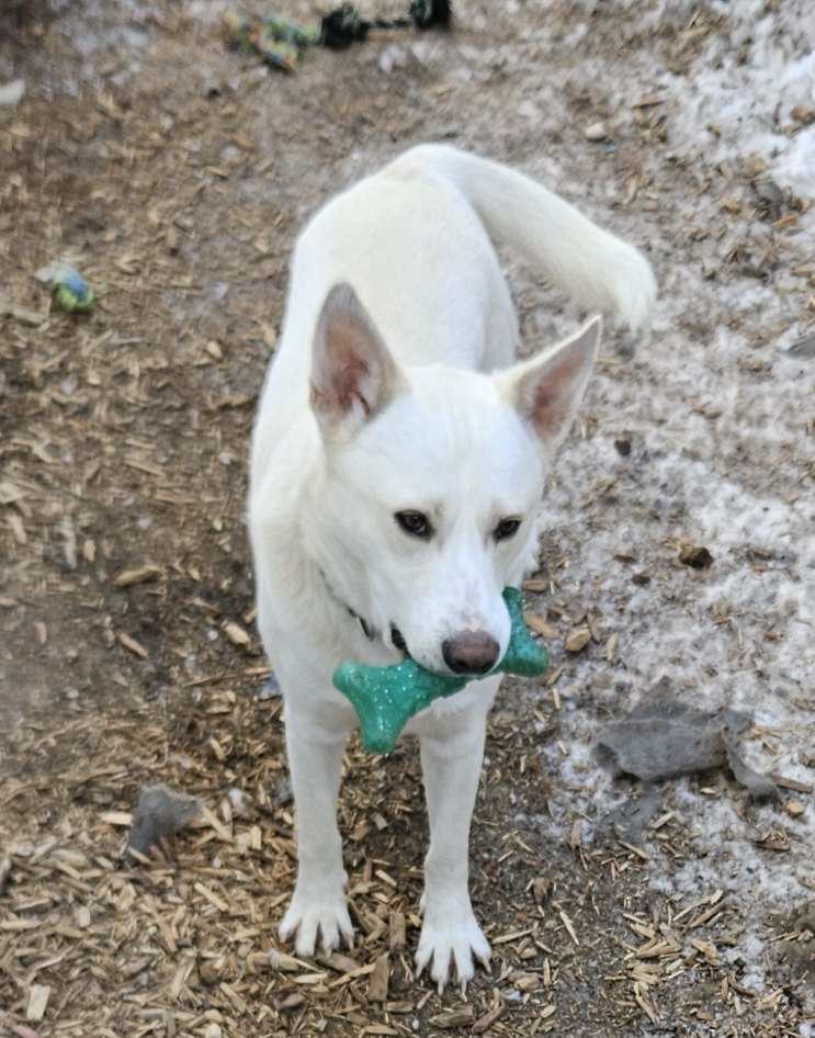 casper, an adoptable German Shepherd Dog in Waterloo, IA, 50703 | Photo Image 1