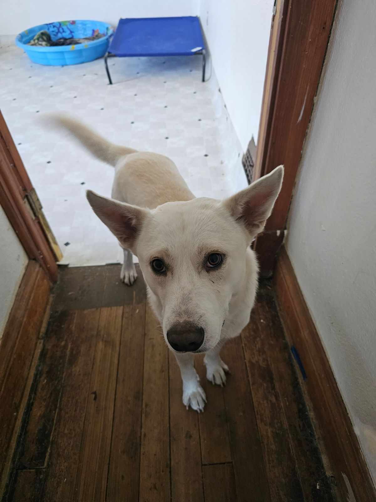 casper, an adoptable German Shepherd Dog in Waterloo, IA, 50703 | Photo Image 3