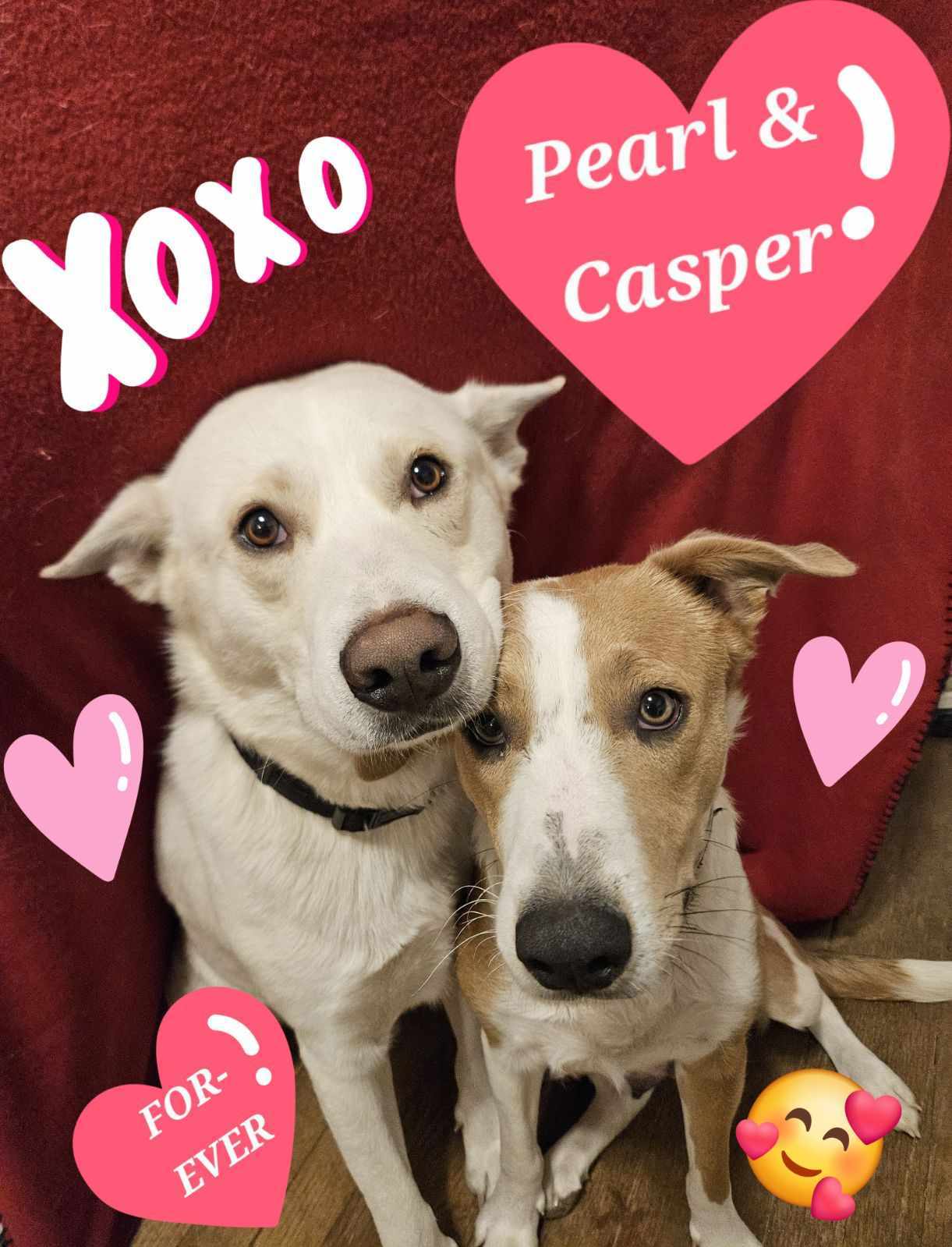 Pearl, an adoptable Border Collie in Waterloo, IA, 50703 | Photo Image 1