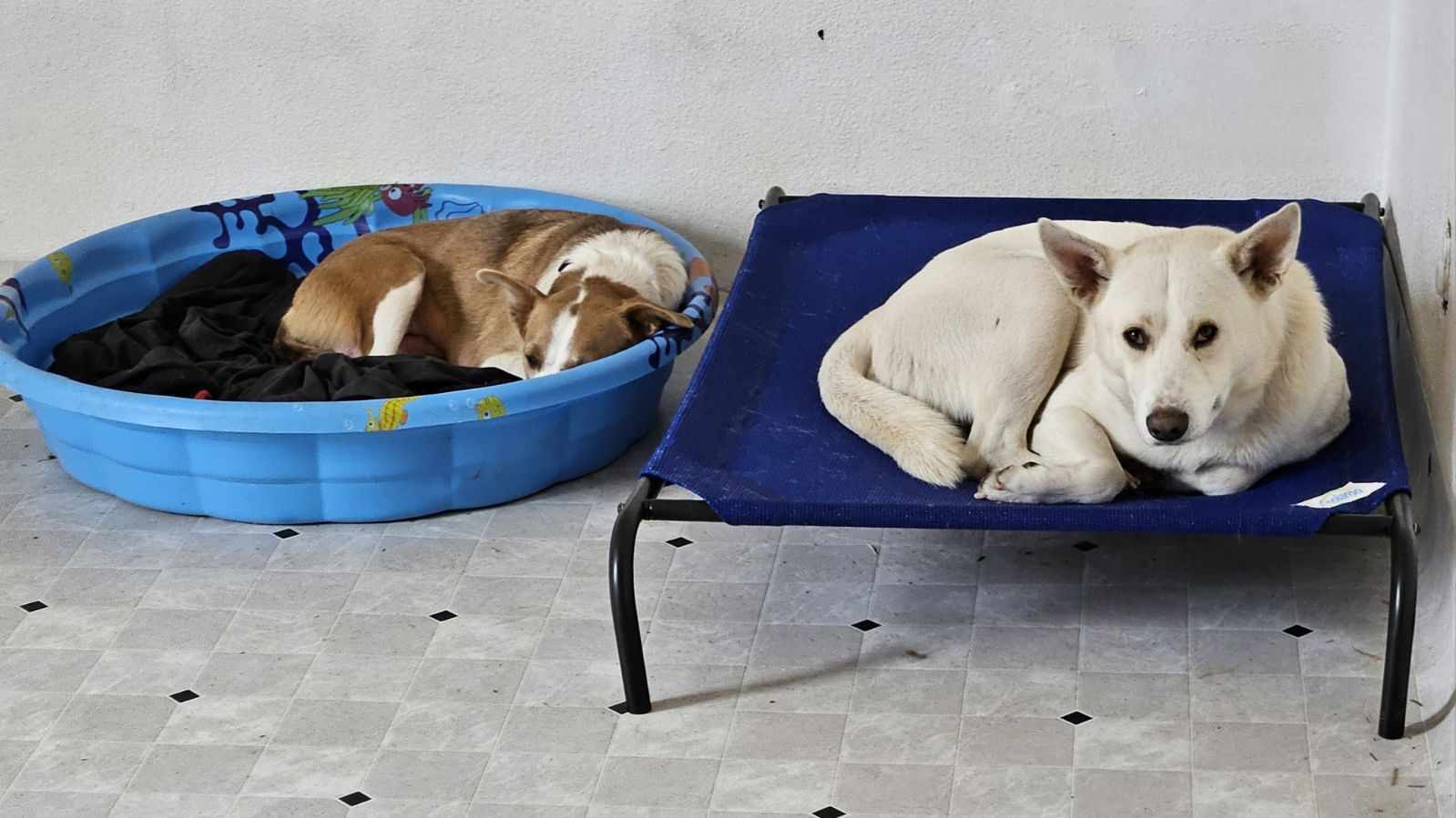 Pearl, an adoptable Border Collie in Waterloo, IA, 50703 | Photo Image 2