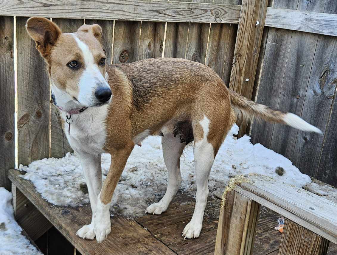 Pearl, an adoptable Border Collie in Waterloo, IA, 50703 | Photo Image 3