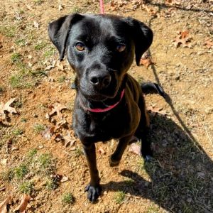 Dog for adoption - Pinkie Pie, a Black Labrador Retriever Mix in ...