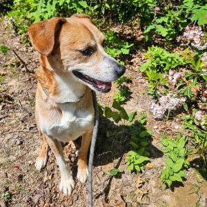Zephyr, Adult Female Beagle