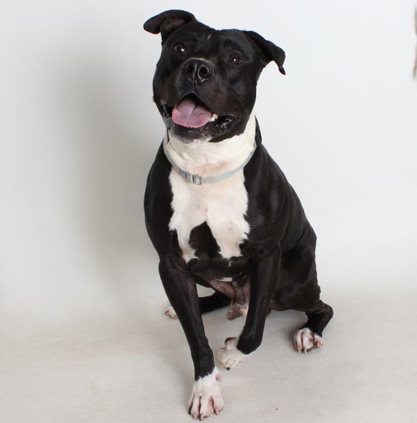 Leon, an adoptable Pit Bull Terrier in Redding, CA, 96099 | Photo Image 1