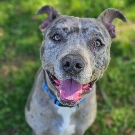 Samuel, an adoptable Pit Bull Terrier in Redding, CA, 96099 | Photo Image 3