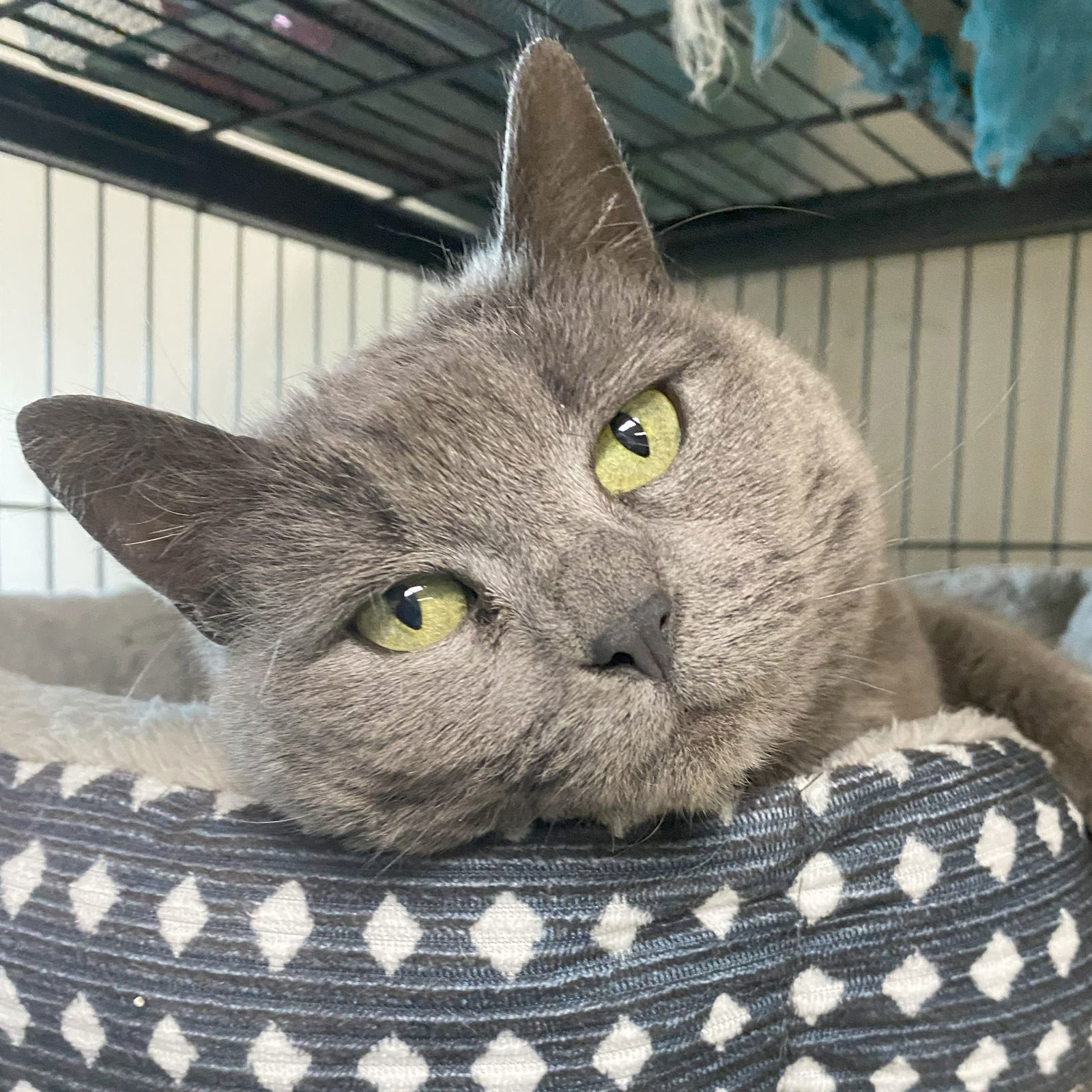 Stormy (FeLV+)