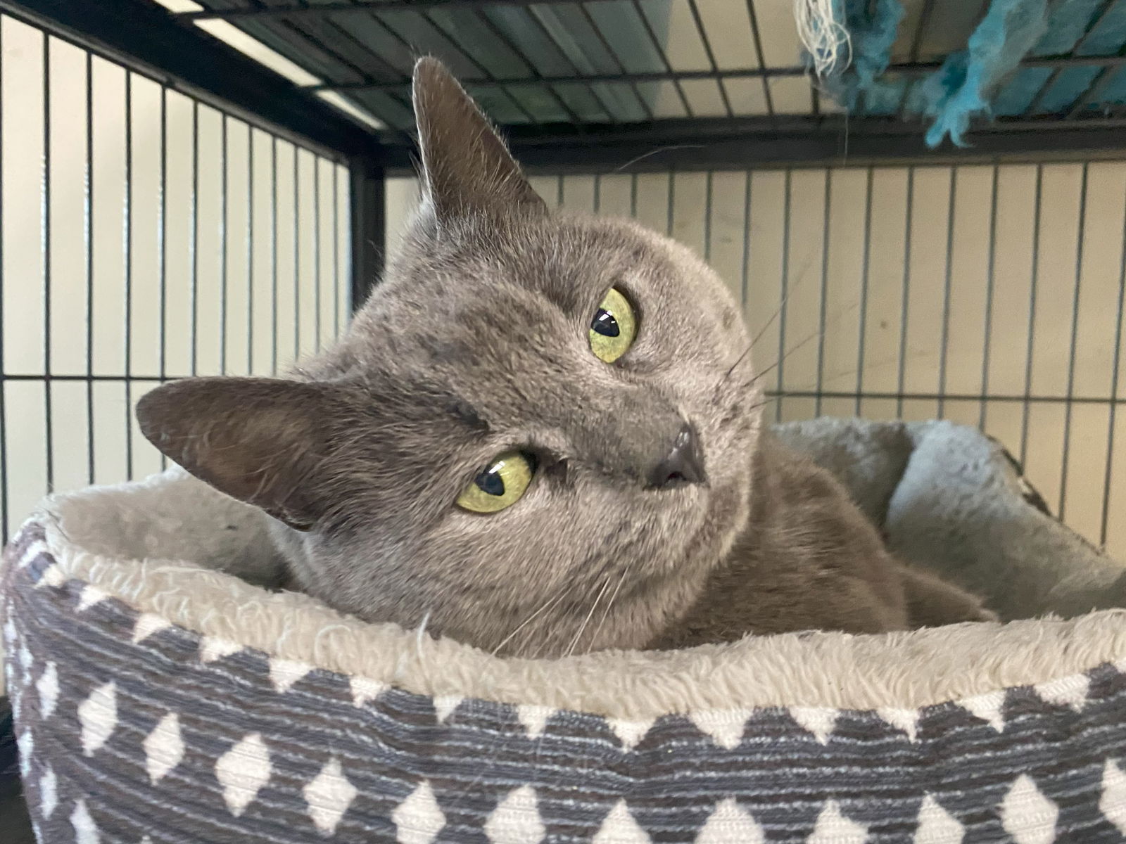 Stormy (FeLV+)