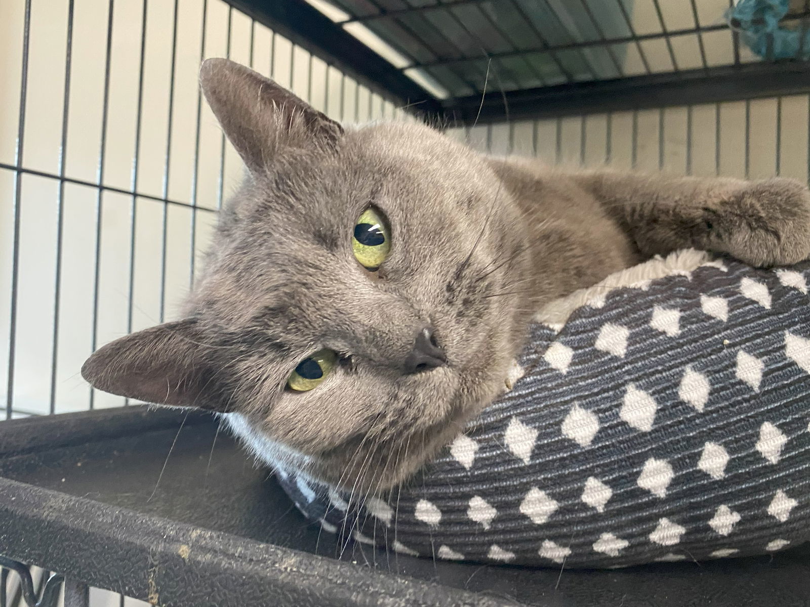 Stormy (FeLV+)
