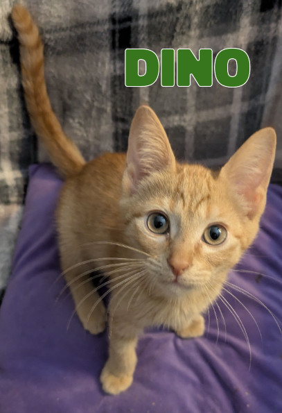 Dino
