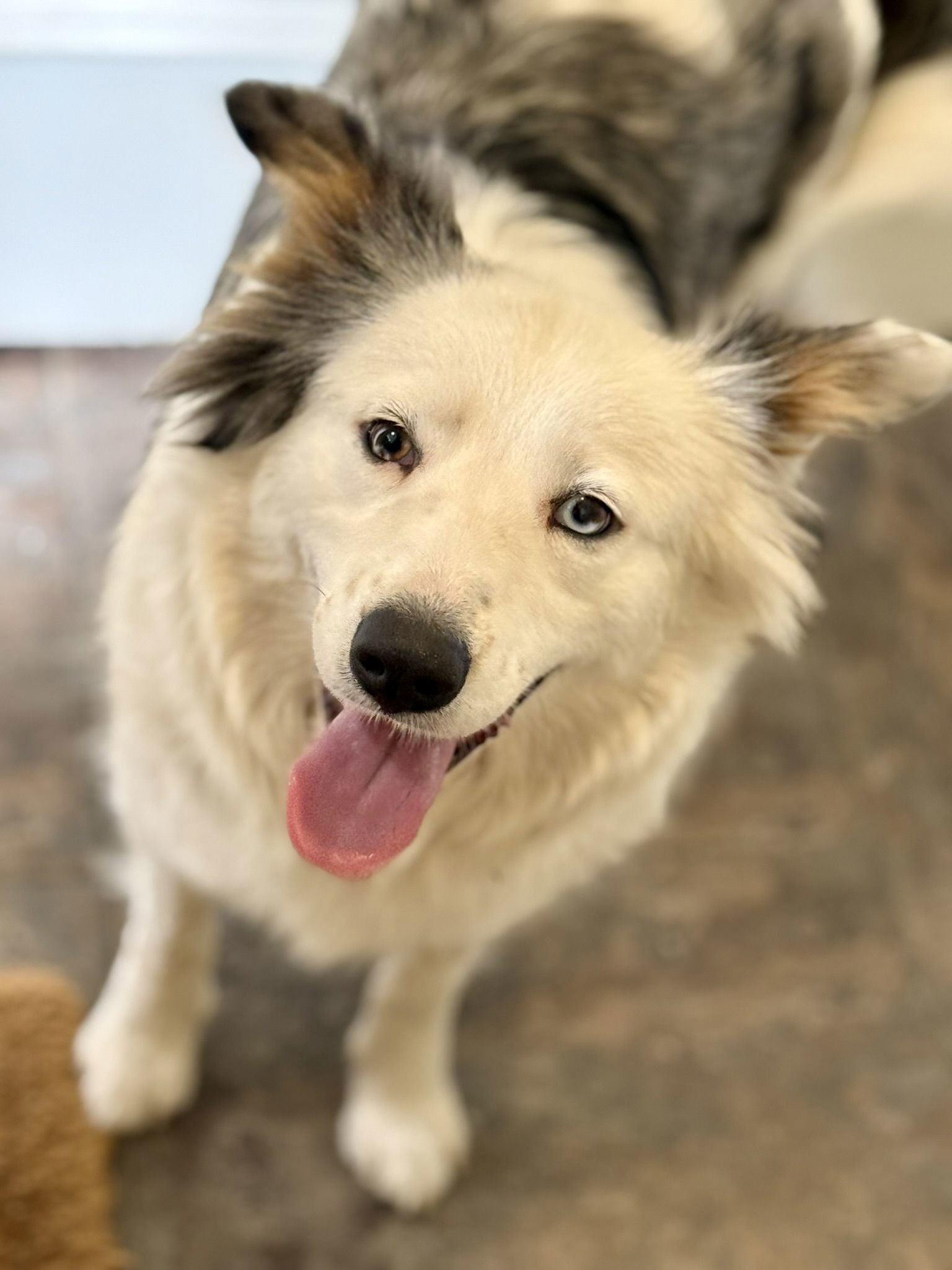 maggie