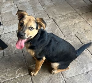 Sierra, Young Female Miniature Pinscher