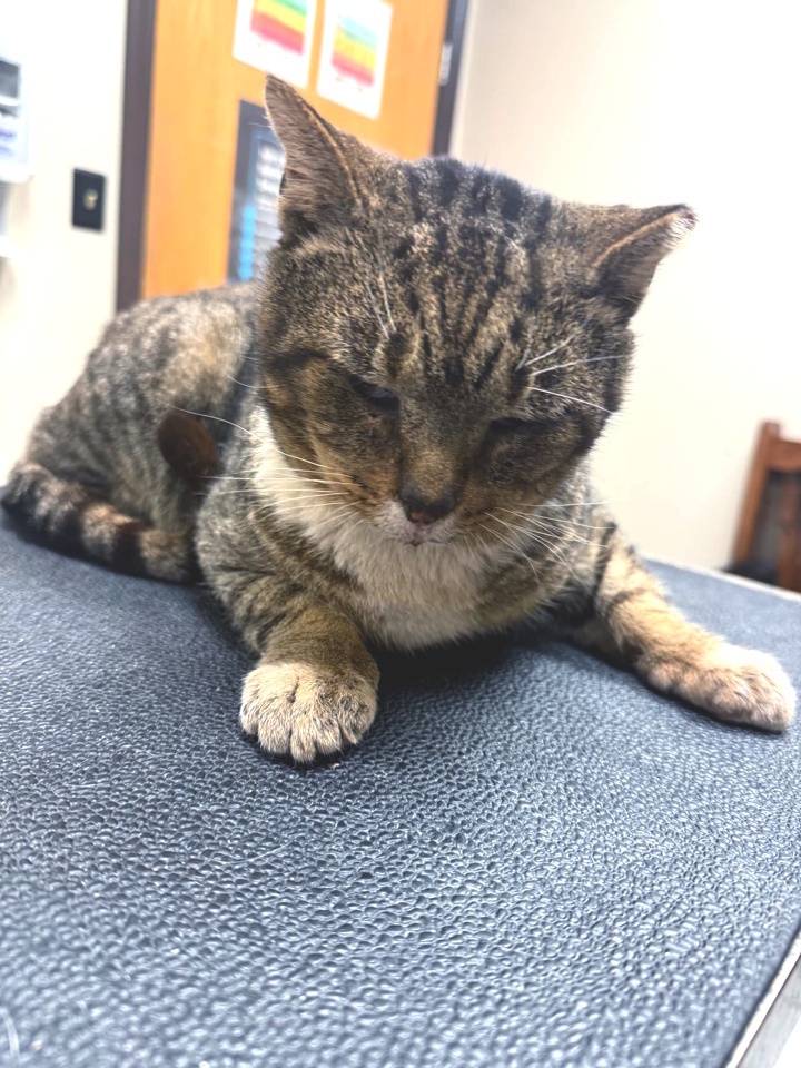 Brutus
