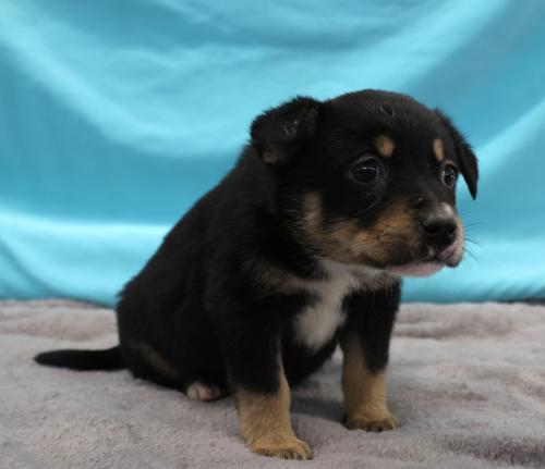 Lilly, an adoptable Shepherd in Thief River Falls, MN, 56701 | Photo Image 1