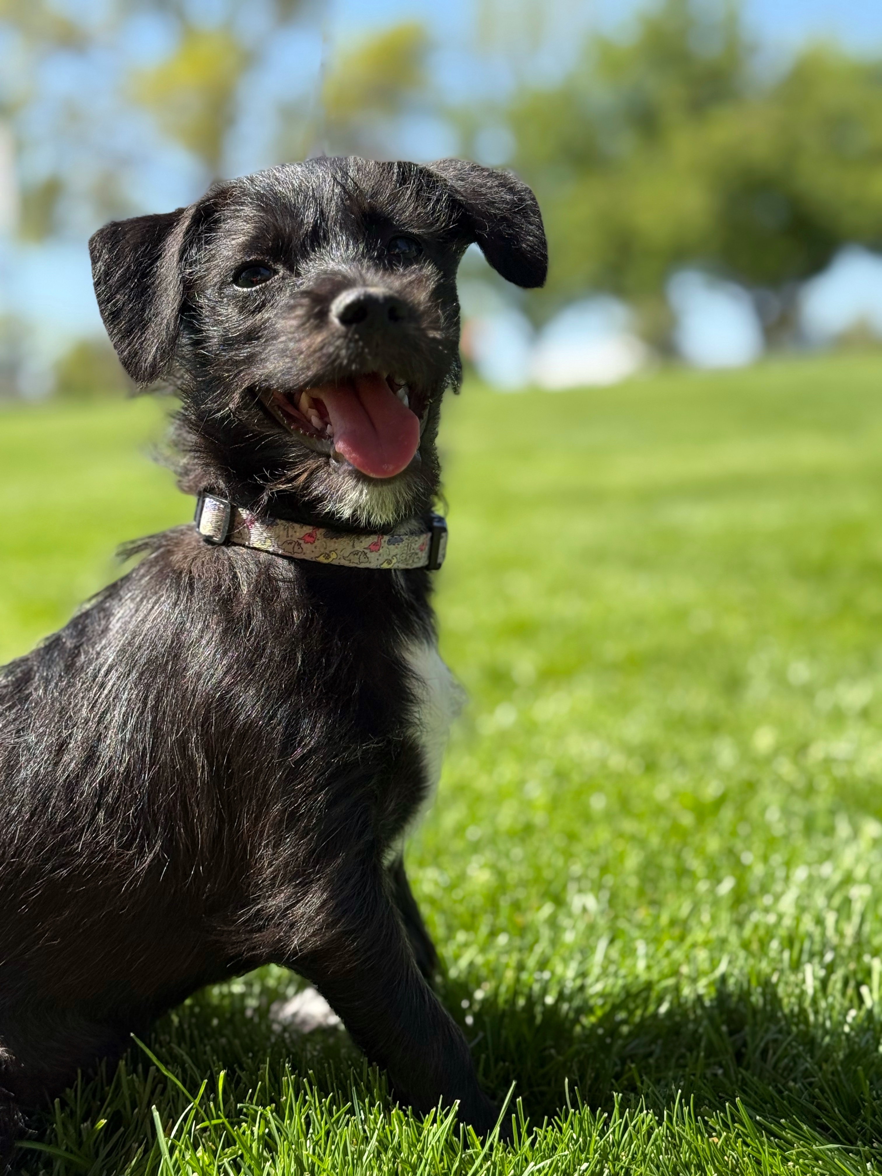 Nera, an adoptable Bichon Frise, Dachshund in Twin Falls, ID, 83301 | Photo Image 1