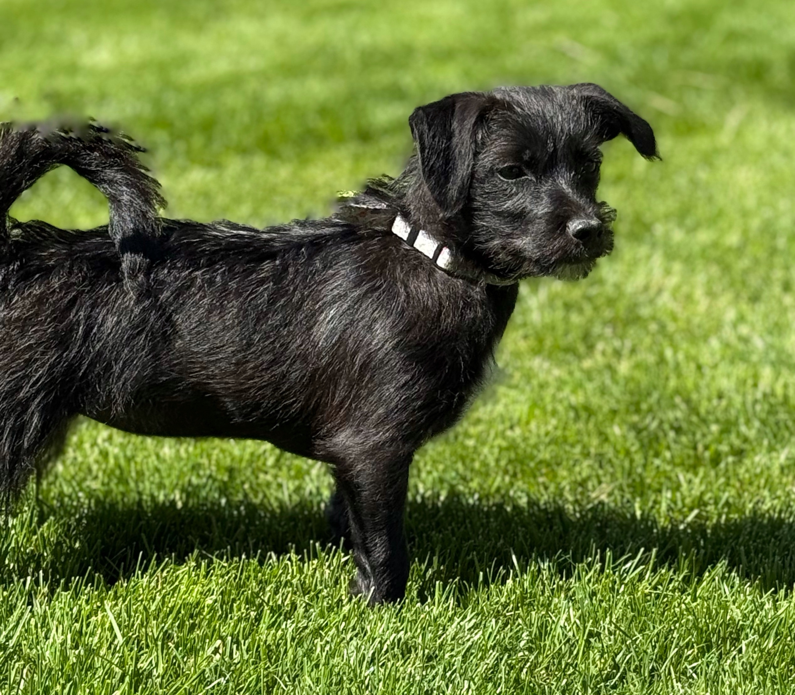 Nera, an adoptable Bichon Frise, Dachshund in Twin Falls, ID, 83301 | Photo Image 2