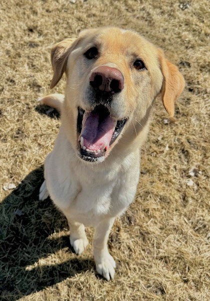 Scout, an adoptable Labrador Retriever, German Shepherd Dog in Willmar, MN, 56201 | Photo Image 1
