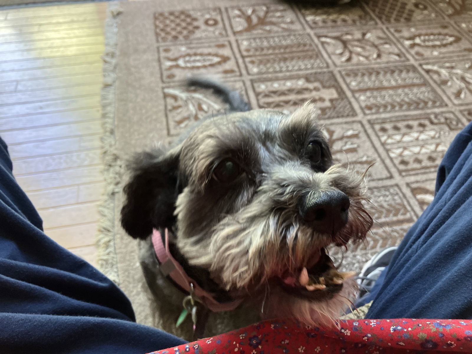 Maizy
