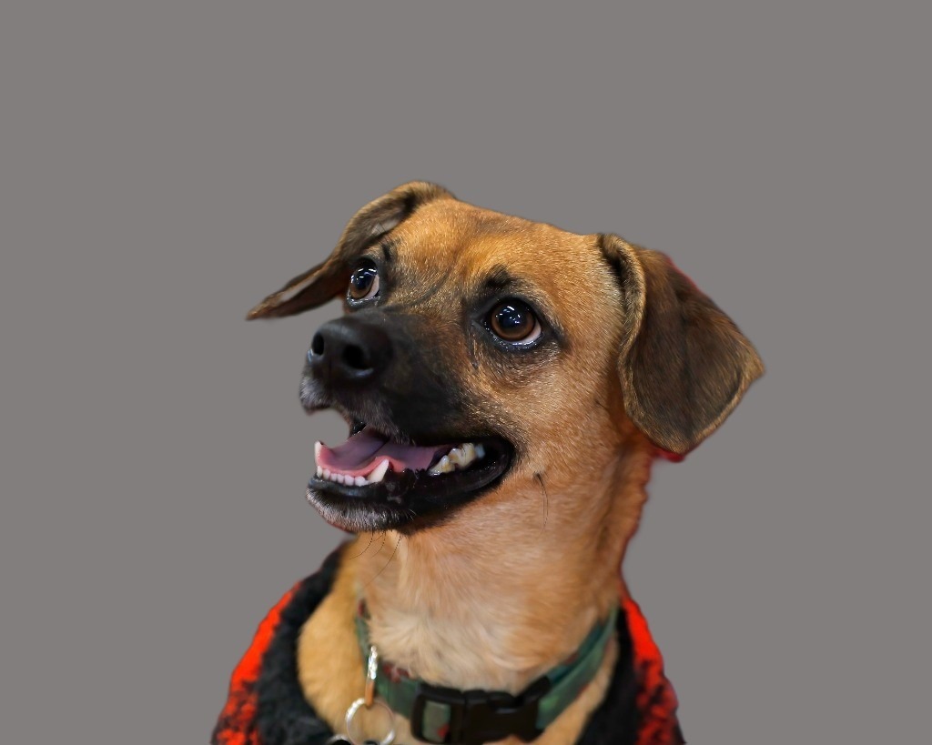 Elvis