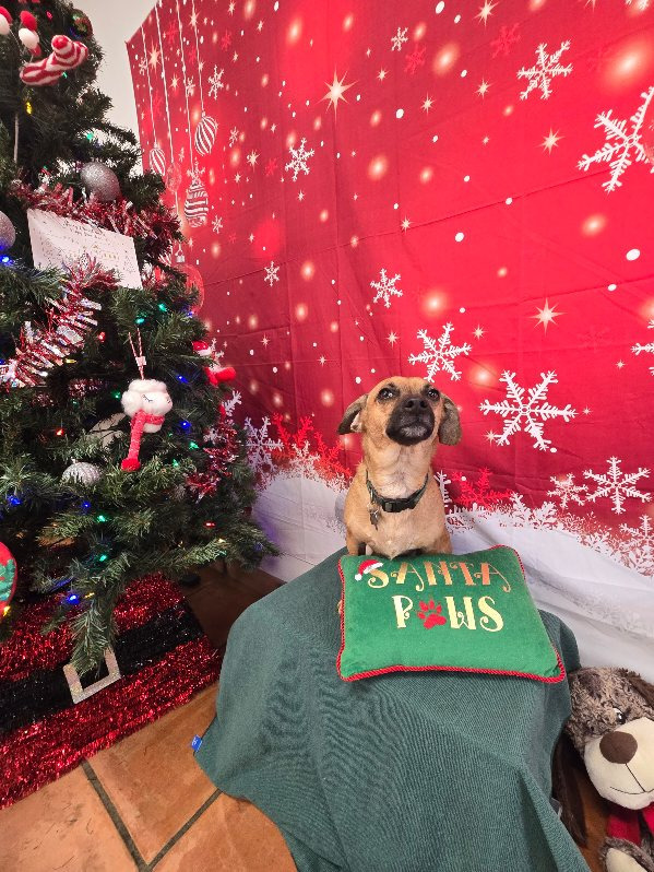 Elvis