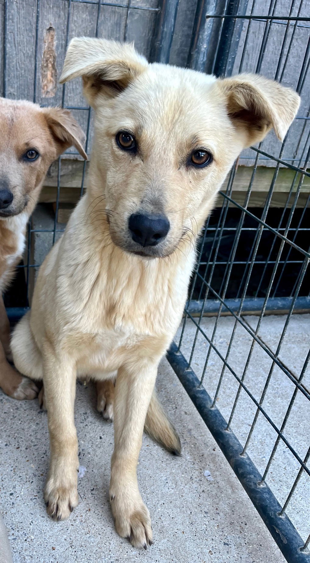 Golden lab mix